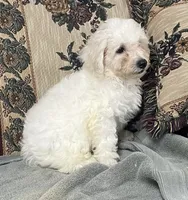 Damian, a male Bichon Frise for sale in Wrightsville, GA – 5 of 10