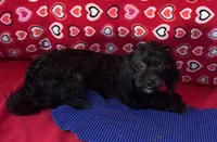 Zuma, a female Shih Tzu and Poodle - Toy  for sale in Wrightsville, GA – 9 of 10