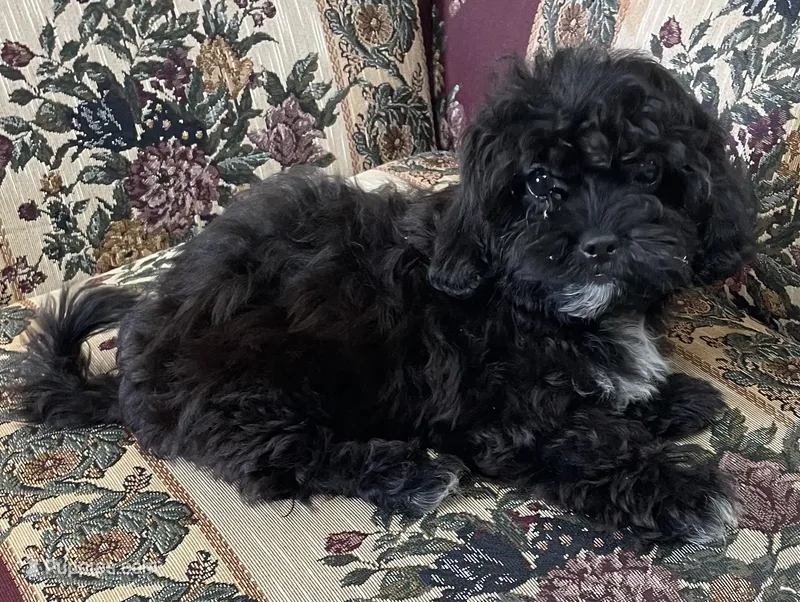 Zuma – Shih Tzu, Poodle - Toy  puppy for sale in Wrightsville, GA