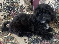 Zuma, a female Shih Tzu and Poodle - Toy  for sale in Wrightsville, GA – 1 of 10