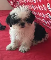 Earl, a male Shih Tzu for sale in Wrightsville, GA – 8 of 10