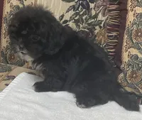 Zophia, a female Shih Tzu and Poodle - Toy  for sale in Wrightsville, GA – 6 of 8