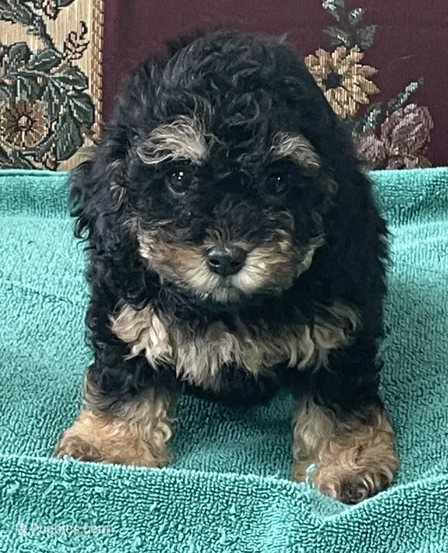 Melora – Poodle - Toy  puppy for sale in Wrightsville, GA