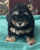Melora, a female Poodle - Toy  for sale in Wrightsville, GA – 1 of 9