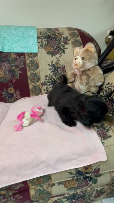 Ovidio, a male Shihpoo and Shih Tzu for sale in Wrightsville, GA – 8 of 10