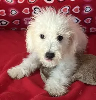 Tamaka, a female Bichon Frise for sale in Wrightsville, GA – 3 of 10