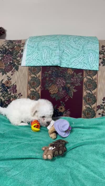 Delwin, a male Bichon Frise for sale in Wrightsville, GA – 10 of 10