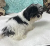 Nahum, a male Shih Tzu for sale in Wrightsville, GA – 6 of 7