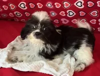 Essie, a female Shih Tzu for sale in Wrightsville, GA – 5 of 7