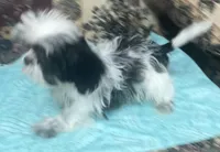 Elisha, a male Shih Tzu for sale in Wrightsville, GA – 3 of 10
