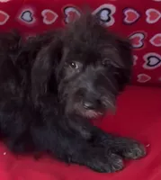Cyrano, a male Yorkshire Terrier and Poodle - Toy  for sale in Wrightsville, GA – 4 of 10