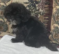 Zophia, a female Shih Tzu and Poodle - Toy  for sale in Wrightsville, GA – 4 of 8