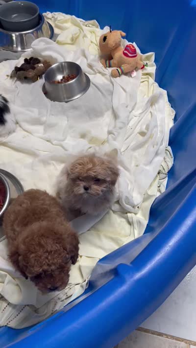 Omora, a female Shihpoo and Shih Tzu for sale in Wrightsville, GA – 8 of 10