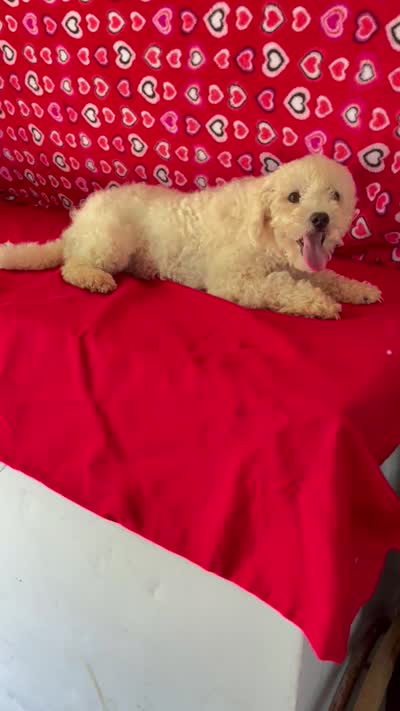 Princess , a female Bichon Frise for sale in Wrightsville, GA – 9 of 9