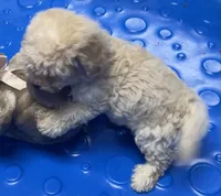 Sofie, a male Poodle - Toy  and Bichpoo for sale in Wrightsville, GA – 9 of 10