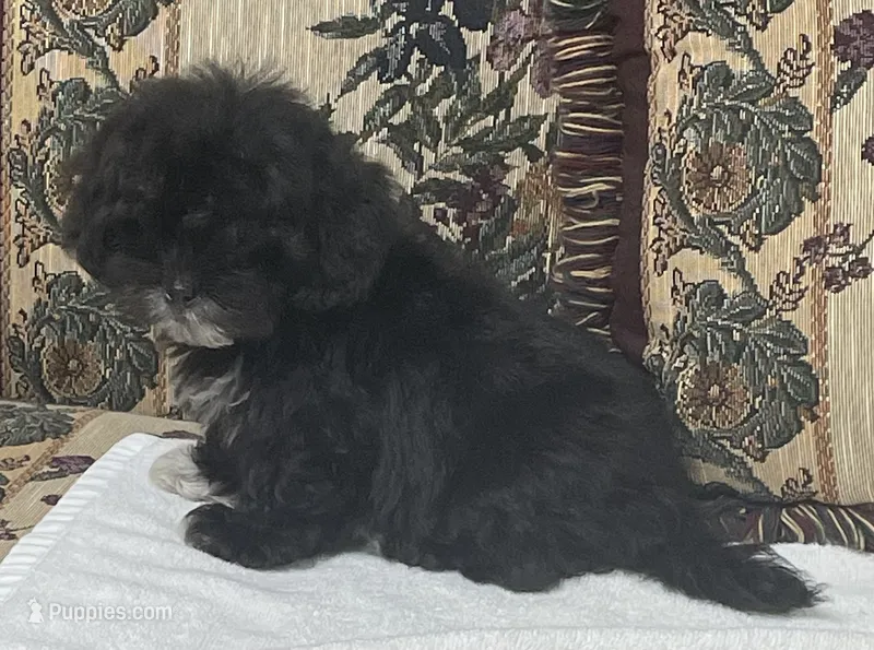 Zophia – Shih Tzu, Poodle - Toy  puppy for sale in Wrightsville, GA