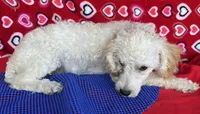 Mimi, a male Poodle - Toy  for sale in Wrightsville, GA – 2 of 10