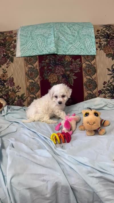 Merilyn, a  Bichon Frise for sale in Wrightsville, GA – 10 of 10