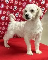 processed/39a05c3e-d350-4b4a-aad4-68ce86c8a148/listing/b85139d6-1e20-49ac-9611-c98c32400e36/369c0fc3-961e-4776-be00-c4621976d2ec