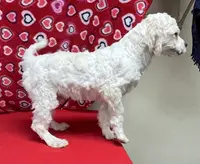 processed/39a05c3e-d350-4b4a-aad4-68ce86c8a148/listing/b85139d6-1e20-49ac-9611-c98c32400e36/da33e40b-3161-408b-8c7a-cb7cd832242c