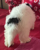 Carter, a male Bichon Frise and Shihpoo for sale in Wrightsville, GA – 4 of 8