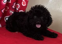 Leola, a female Poodle - Toy  for sale in Wrightsville, GA – 2 of 9