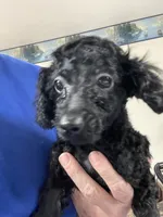 Wylie, a female Poodle - Toy  for sale in Wrightsville, GA – 5 of 10