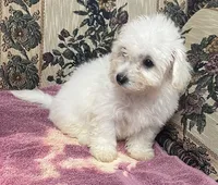 Delaney, a female Bichon Frise for sale in Wrightsville, GA – 3 of 10