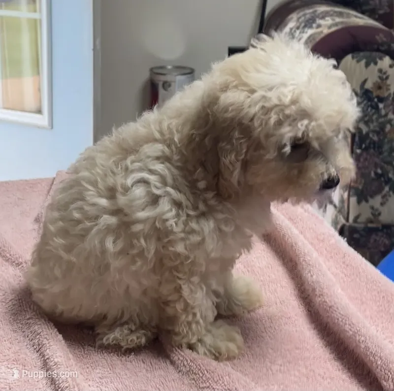 Stormy – Poodle - Toy , Bichpoo puppy for sale in Wrightsville, GA