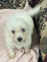 Tuan, a male Bichon Frise for sale in Wrightsville, GA – 8 of 9