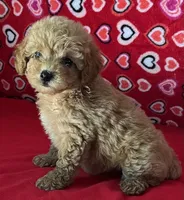 Warna, a female Poodle - Toy  for sale in Wrightsville, GA – 7 of 10