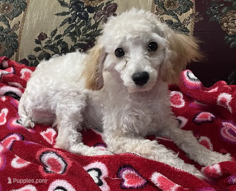 Mimi – Poodle - Toy  puppy for sale in Wrightsville, GA