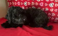 Chita, a female Bichon Frise and Shihpoo for sale in Wrightsville, GA – 5 of 10