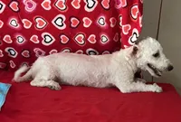 Milan, a male Bichon Frise for sale in Wrightsville, GA – 8 of 8