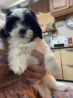 Orlena, a female Shihpoo and Shih Tzu for sale in Wrightsville, GA – 6 of 10