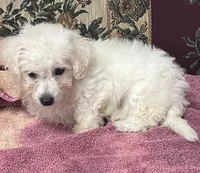Daniel, a male Bichon Frise for sale in Wrightsville, GA – 4 of 10