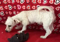 Merilyn, a female Bichon Frise for sale in Wrightsville, GA – 2 of 8