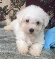 Tamaka, a female Bichon Frise for sale in Wrightsville, GA – 5 of 10