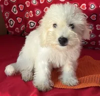Tilton, a male Bichon Frise for sale in Wrightsville, GA – 8 of 10