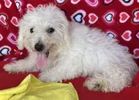 Milan, a male Bichon Frise for sale in Wrightsville, GA – 7 of 9