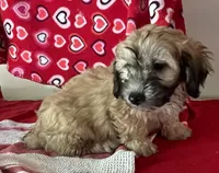 Cooper, a male Bichon Frise and Shihpoo for sale in Wrightsville, GA – 10 of 10