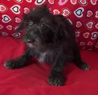 Cyrano, a male Yorkshire Terrier and Poodle - Toy  for sale in Wrightsville, GA – 9 of 10