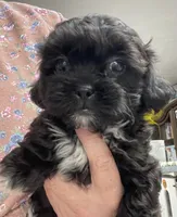 Zelfa, a female Shih Tzu and Poodle - Toy  for sale in Wrightsville, GA – 8 of 10