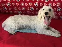 Milton, a male Poodle - Toy  for sale in Wrightsville, GA – 5 of 10