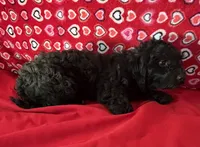 Chita, a female Bichon Frise and Shihpoo for sale in Wrightsville, GA – 10 of 10