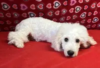 Skylar, a male Bichon Frise for sale in Wrightsville, GA – Photo 8 of 10