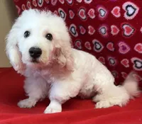 Skylar, a male Bichon Frise for sale in Wrightsville, GA – Photo 9 of 10