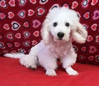 Skylar, a male Bichon Frise for sale in Wrightsville, GA – Photo 6 of 10