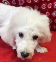 Skylar, a male Bichon Frise for sale in Wrightsville, GA – Photo 2 of 10