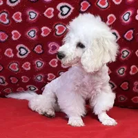 Skylar, a male Bichon Frise for sale in Wrightsville, GA – Photo 10 of 10